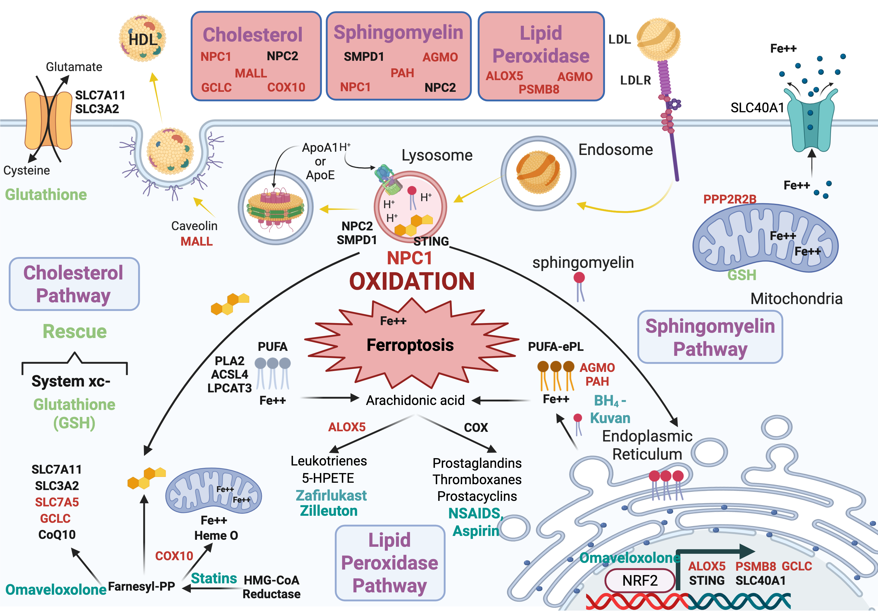 Niemann-Pick Ferroptosis Pathway with Modifiers